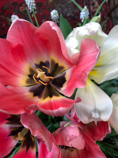 12 stems freshly cut tulips in paper wrapper