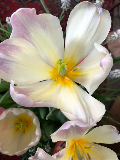 12 stems freshly cut tulips in paper wrapper