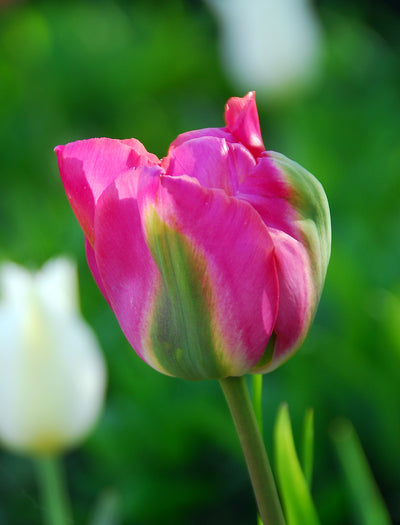 Chinatown Tulip Bulbs