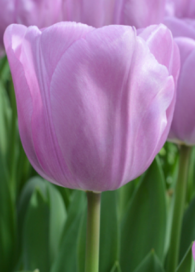 Alibi Tulip Bulbs