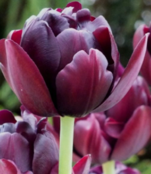 Black Hero Peony Tulip Bulbs