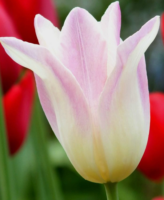 Elegant Lady Tulip Bulbs