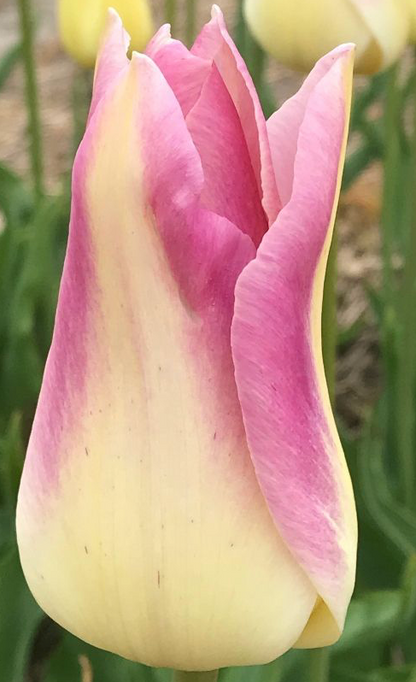 Elegant Lady Tulip Bulbs