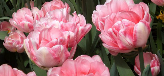 Foxtrot Tulip Bulbs bulk savings available