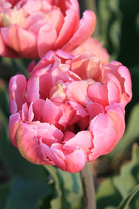 Pink Star Peony Tulip Bulbs bulk savings available
