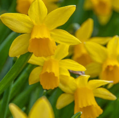 Tete a Tete Daffodil Bulbs bulk savings available