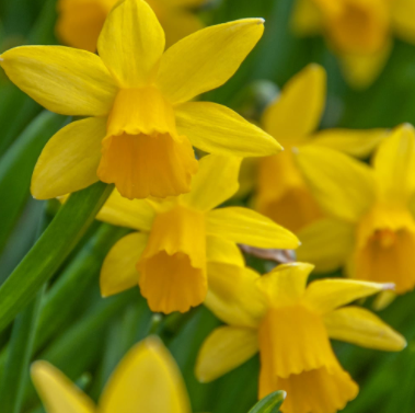 Tete a Tete Daffodil Bulbs