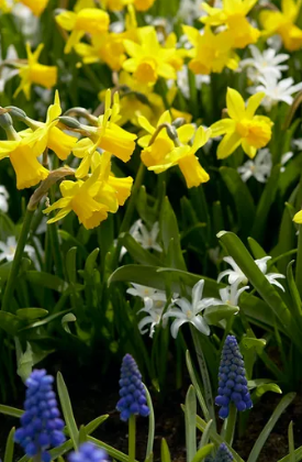 Tete a Tete Daffodil Bulbs bulk savings available