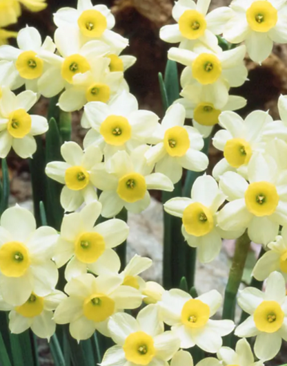 Minnow Daffodil Bulbs