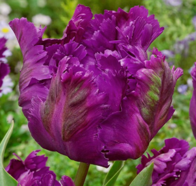 Negrita Parrot Tulip Bulbs bulk savings available