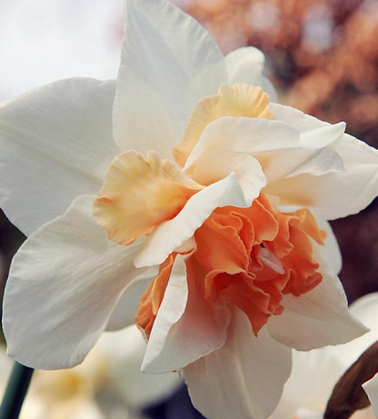 Replete Daffodil Bulbs