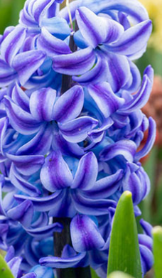 Acqua Hyacinth Bulbs