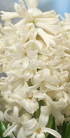 Carnegie Hyacinth Bulbs