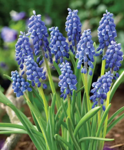 Muscari Bulbs (Armeniacum)