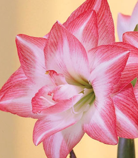 Double Blossom Peacock Amaryllis Bulb