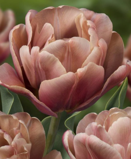 La Belle Epoque Peony Tulip Bulbs bulk savings available