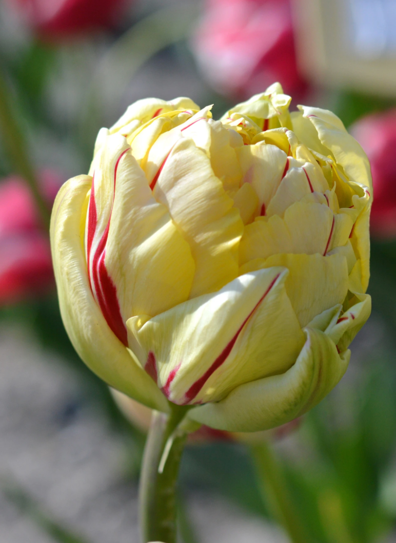 Glamour Unique Peony Tulip Bulbs