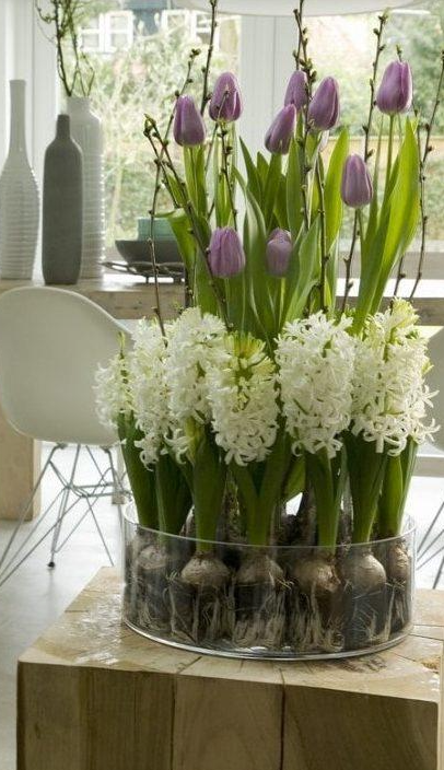 Carnegie Hyacinth Bulbs