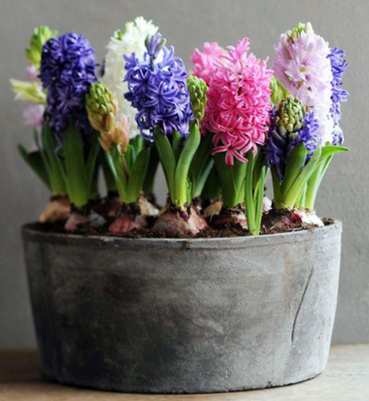 Blue Star Hyacinth Bulbs