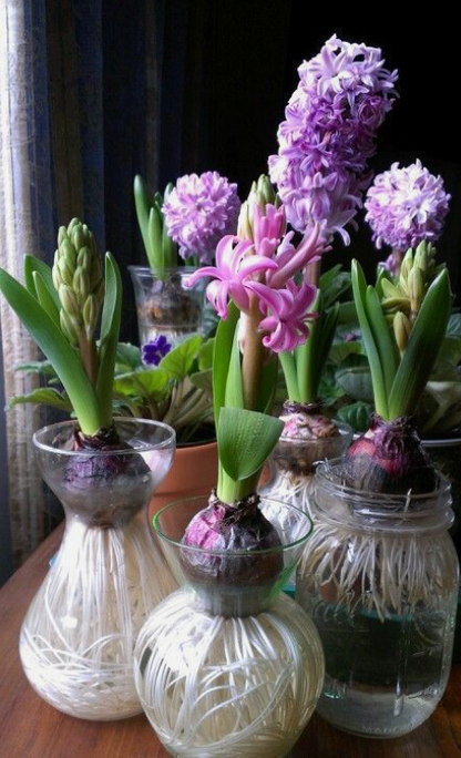 Splendid Cornelia Hyacinth Bulbs