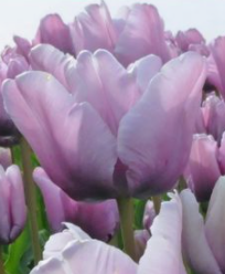 James Last Parrot Tulip Bulbs