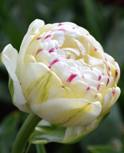 Danceline Peony Tulip Bulbs bulk savings available
