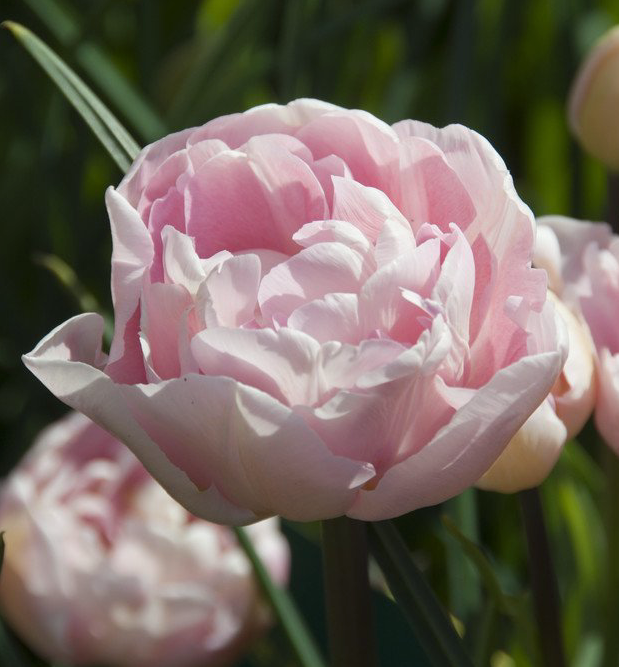 Dreamer Peony Tulip Bulbs bulk savings available