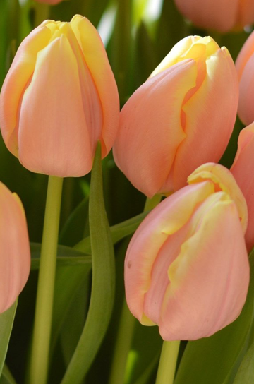 Mango Charm Tulip Bulbs bulk savings available