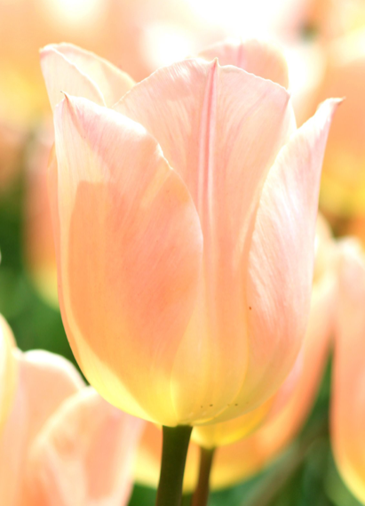 Apricot Giant Tulip Bulbs