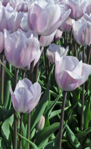 Silver Cloud Tulip Bulbs