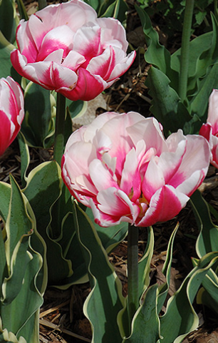 Top Lips Tulip Bulbs bulk savings available