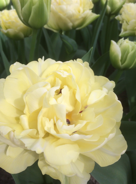 Avant Garde Peony Tulip Bulbs bulk savings available