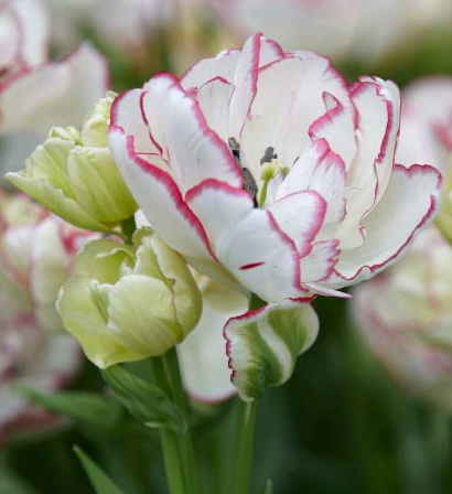 Belicia Peony Tulip Bulbs bulk savings available