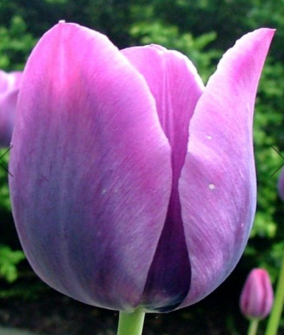 Bleu Aimable Tulip Bulbs