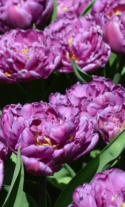 Blue Diamond Tulip Bulbs