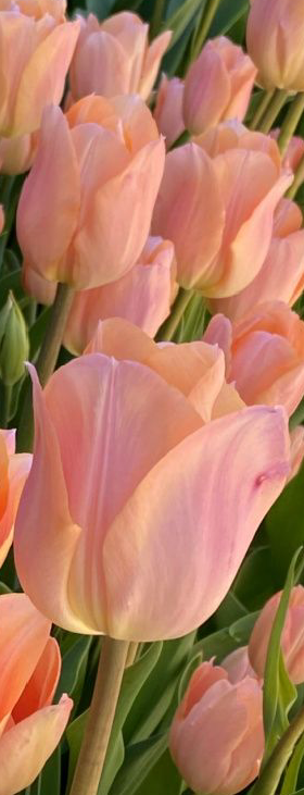 Apricot Beauty Tulip Bulbs bulk savings available