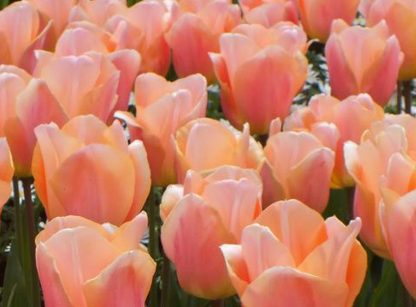 Apricot Beauty Tulip Bulbs bulk savings available
