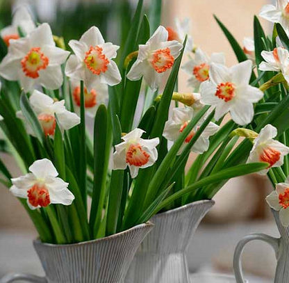 Accent Daffodil Bulbs