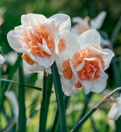 Delnashaugh Daffodil Bulbs