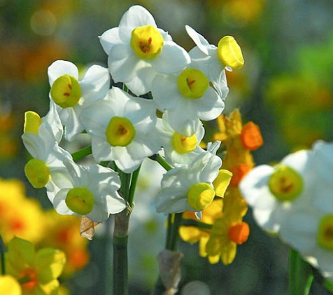Avalanche Daffodil Bulbs