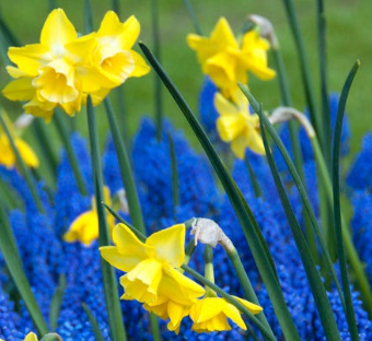 Hillstar Daffodil Bulbs