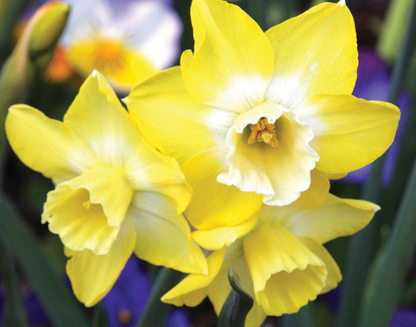 Hillstar Daffodil Bulbs