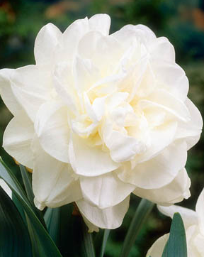 Obdam Daffodil Bulbs