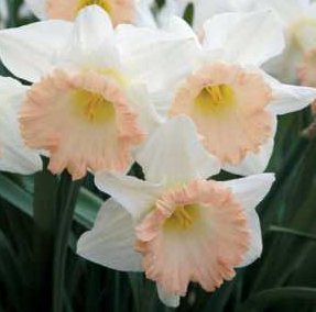 British Gamble Daffodil Bulbs bulk savings available