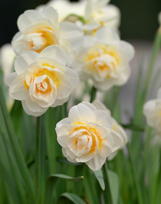 Bridal Crown Daffodil Bulbs