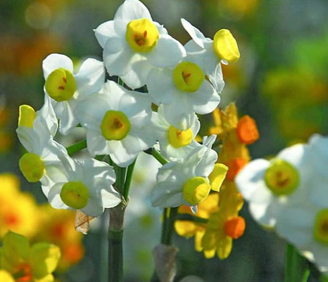 6 pack Avalanche narcissus/paperwhites prepared for LOCAL sales only