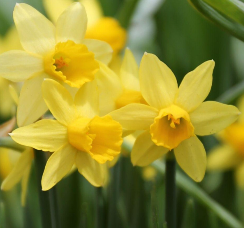 Easy Indoor Tete a Tete Daffodil Garden – Restoration Rose Farm