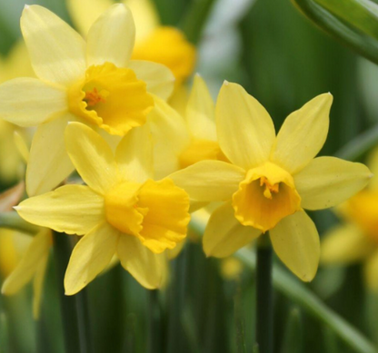 Easy Indoor Tete a Tete Daffodil Garden