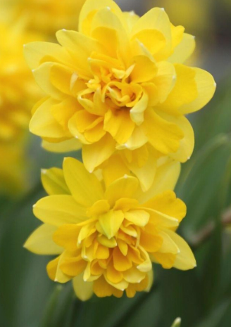 Easy Indoor Tete Boucle Daffodil Garden