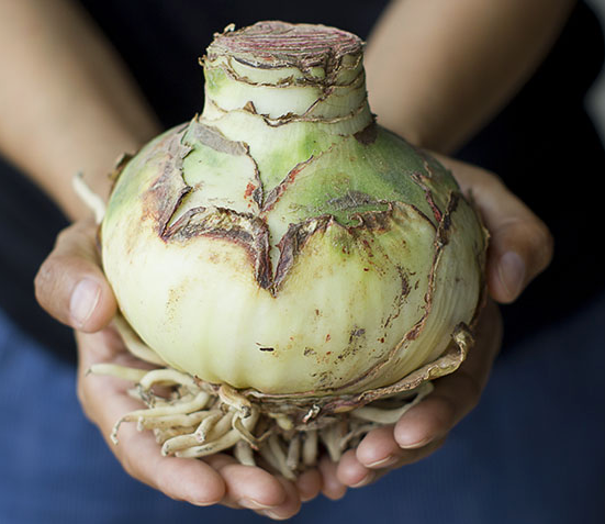 Double King Amaryllis Bulb